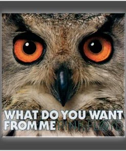 Get Down Art Pink Floyd Collection "Owl" Stretched Canvas Print (Various Sizes)